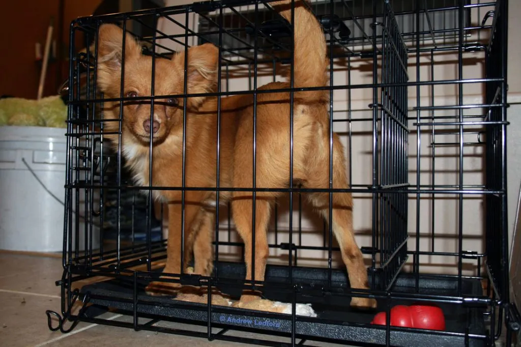 A wire training crate with a divider, highlighting its utility in speeding up potty training.