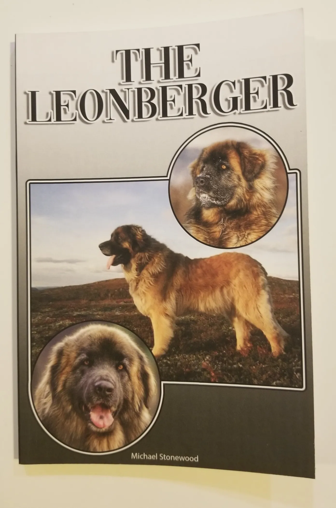 A woman gently interacting with a Leonberger dog, demonstrating a calm and trusting connection.