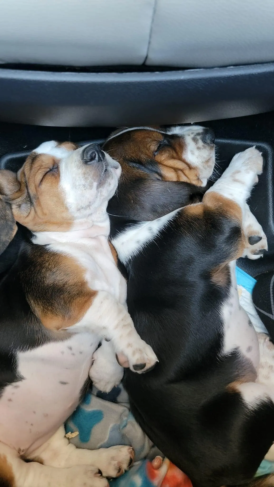 A woman holding a Basset Hound puppy