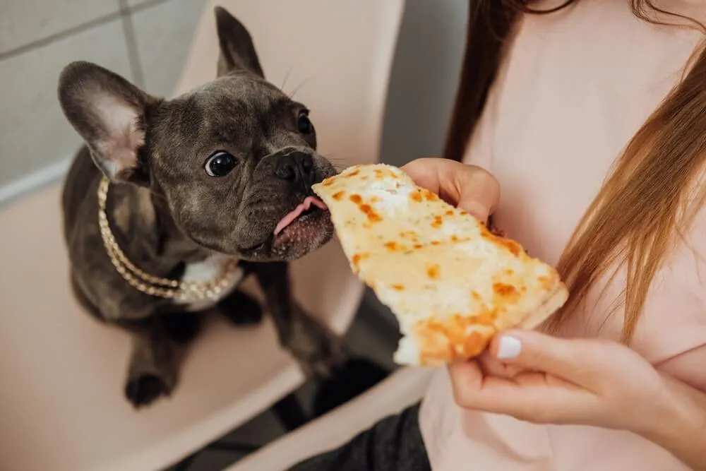 A worried-looking French Bulldog staring off into the distance.