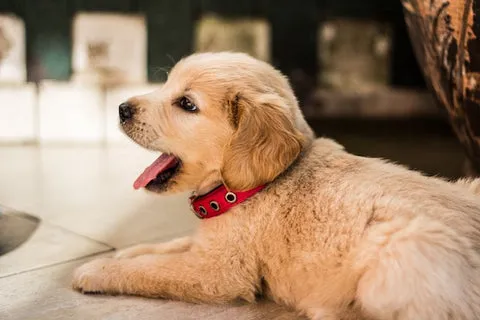 A yawning puppy looking sleepy in a bed.