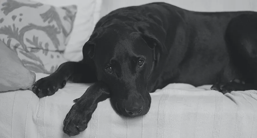 A yellow labrador retriever resting on a white couch, looking unwell, symbolizing a sick dog that won't eat.