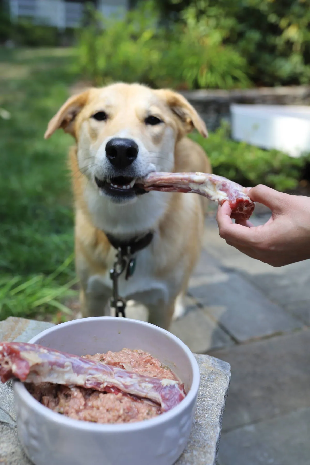 A yellow puppy holding a raw bone in its mouth, with a bowl of raw food in the background.