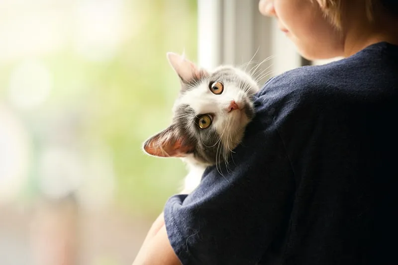 A young boy holding a gray and white cat by a window