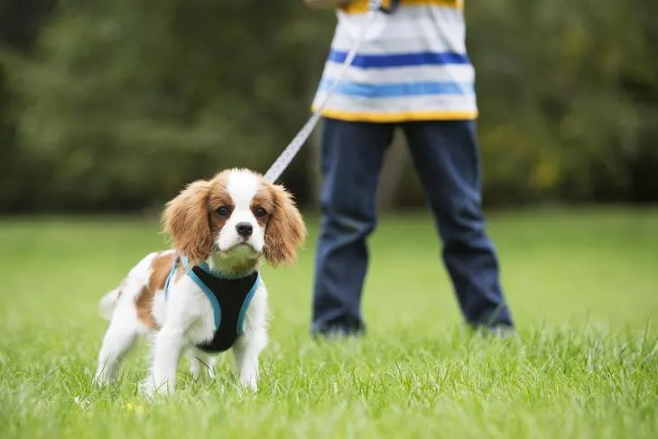 A young boy leads a King Charles Cavalier Spaniel on a leash across a grassy field.