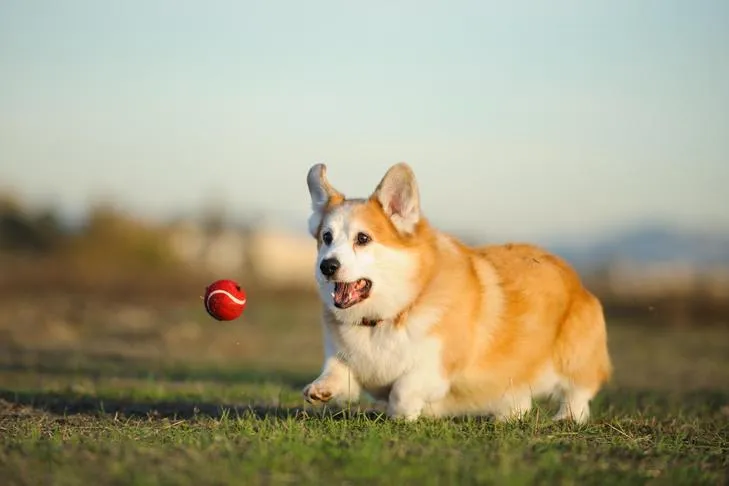 A young, energetic dog playing enthusiastically with a colorful toy in a bright outdoor setting.