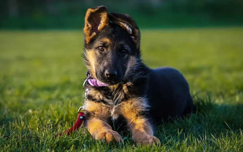A young German Shepherd puppy showing typical ear development, with one ear standing and one still flopped, illustrating common stages for 8-week-old German Shepherd puppies.