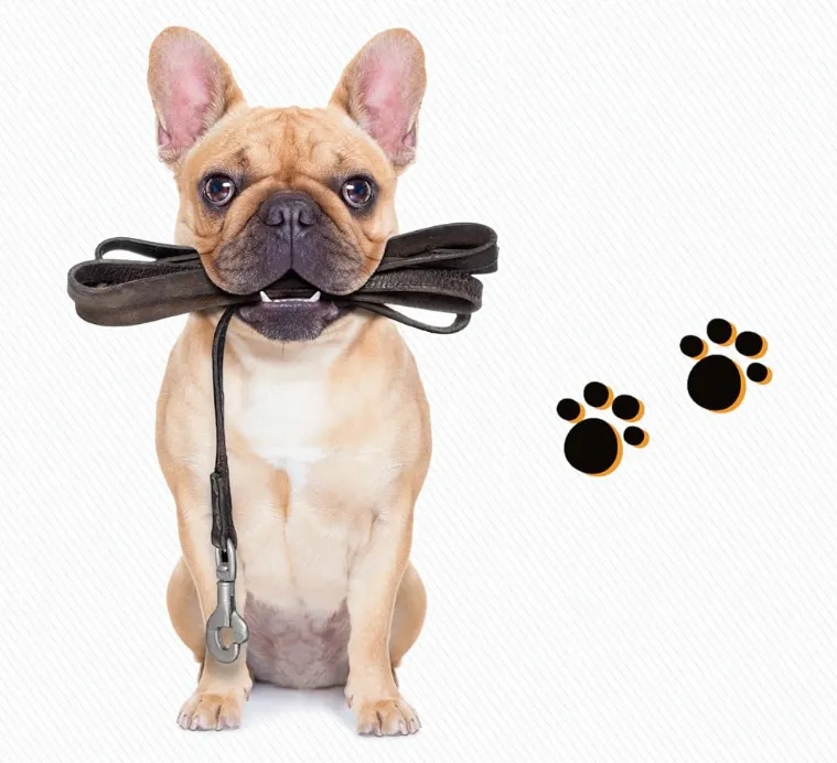 Active Pets website homepage showcasing quality pet essentials
