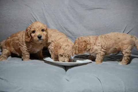 Adorable Doodle puppies eating gently from a plate, possibly meat-based baby food for sensitive stomachs