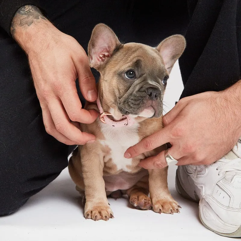 Adorable French Bulldog puppy exploring a new home, perfect for discussing French Bulldog home accessories in the UK