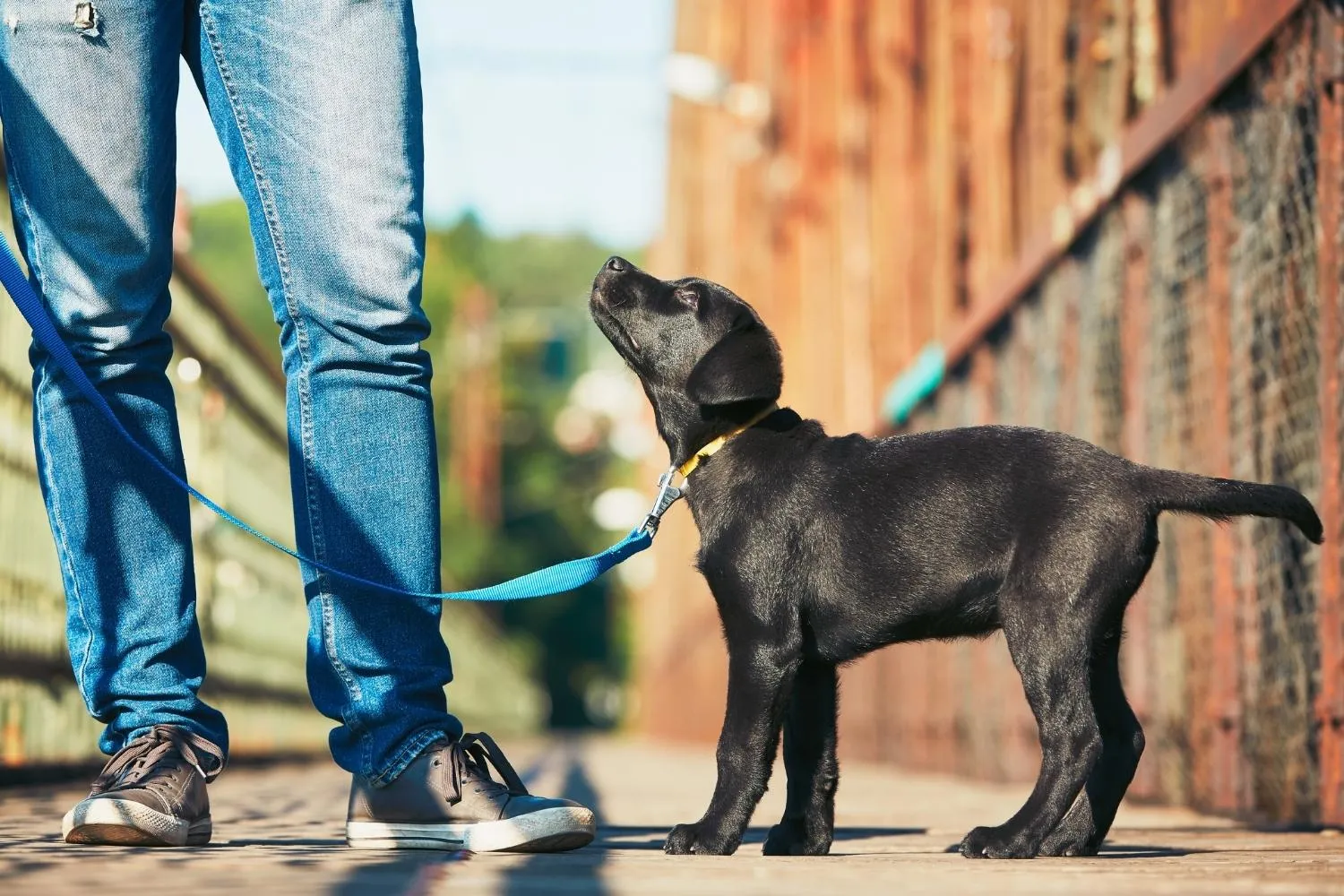 Adorable golden retriever puppy on a leash enjoying a walk, representing the core service of a dog sitting business