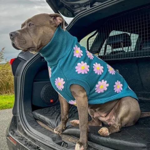 Adorable Pit Bull dog wearing a cozy knit sweater, showcasing a calm demeanor