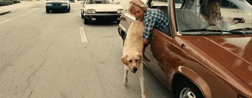 Adorable puppy looking curious, representing the journey of a new dog owner.