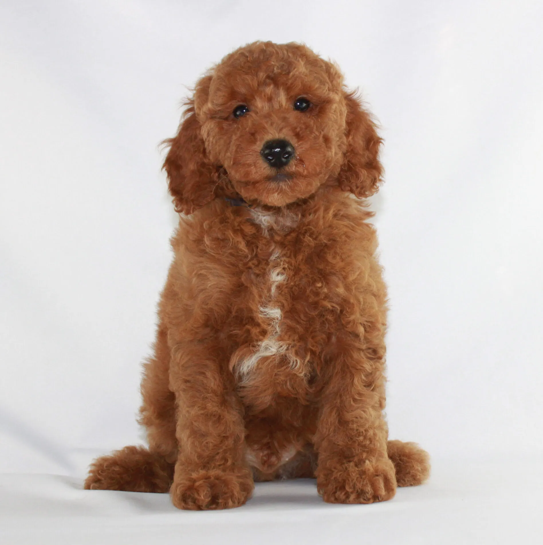 Adorable red Toy Poodle puppies playing together