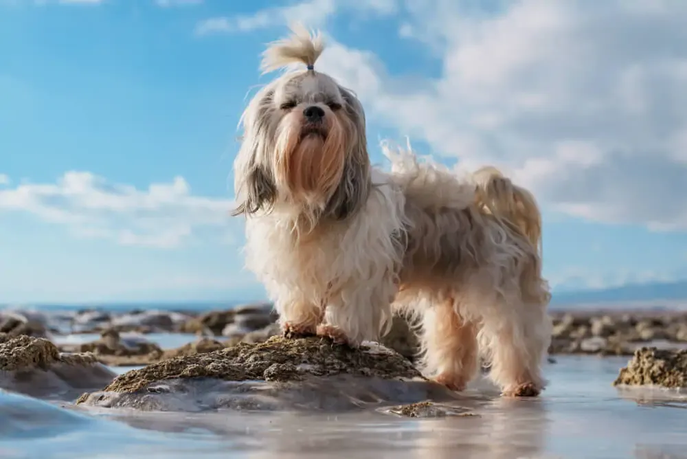 Adorable Shih Tzu puppy looking at a bowl of specialized kibble