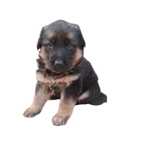 Adorable tan and black German Shepherd puppies