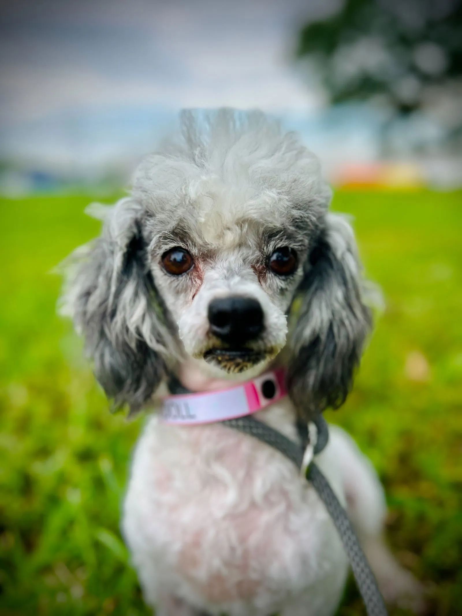 Adorable white Toy Poodle puppy with long coat, looking for a loving home