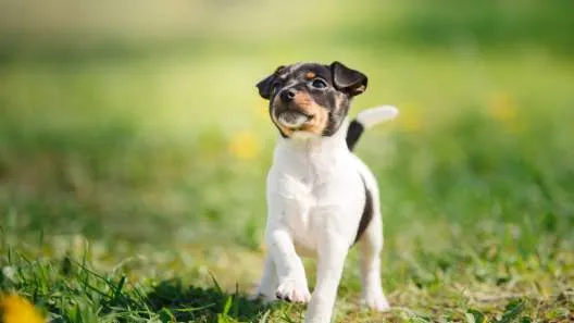 Adorable wire-haired terrier mix puppy sitting calmly in lush green grass, highlighting a young "wire haired terrier mix for sale"