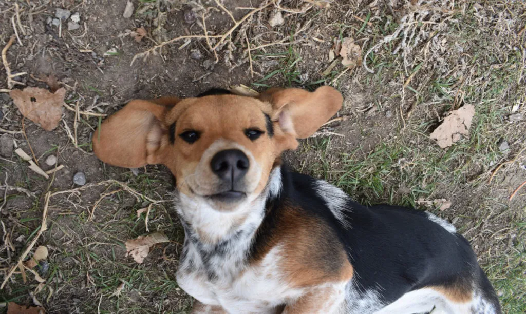 Adult Blue Tick Coonhound Beagle mix with distinctive blue ticking pattern