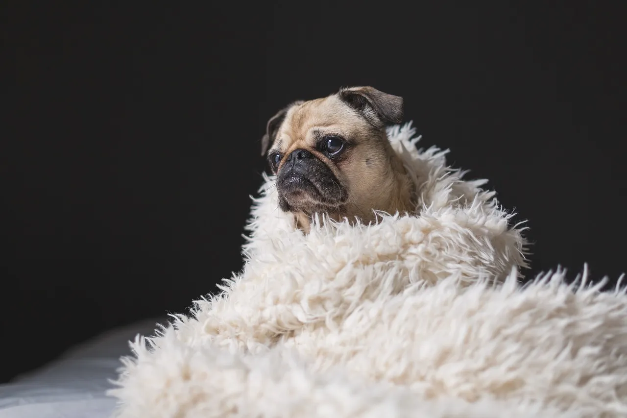 Affectionate Pug