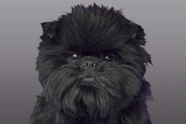 Affenpinscher dog with wiry black fur, a small dog that doesn't shed much, looking alertly at the camera