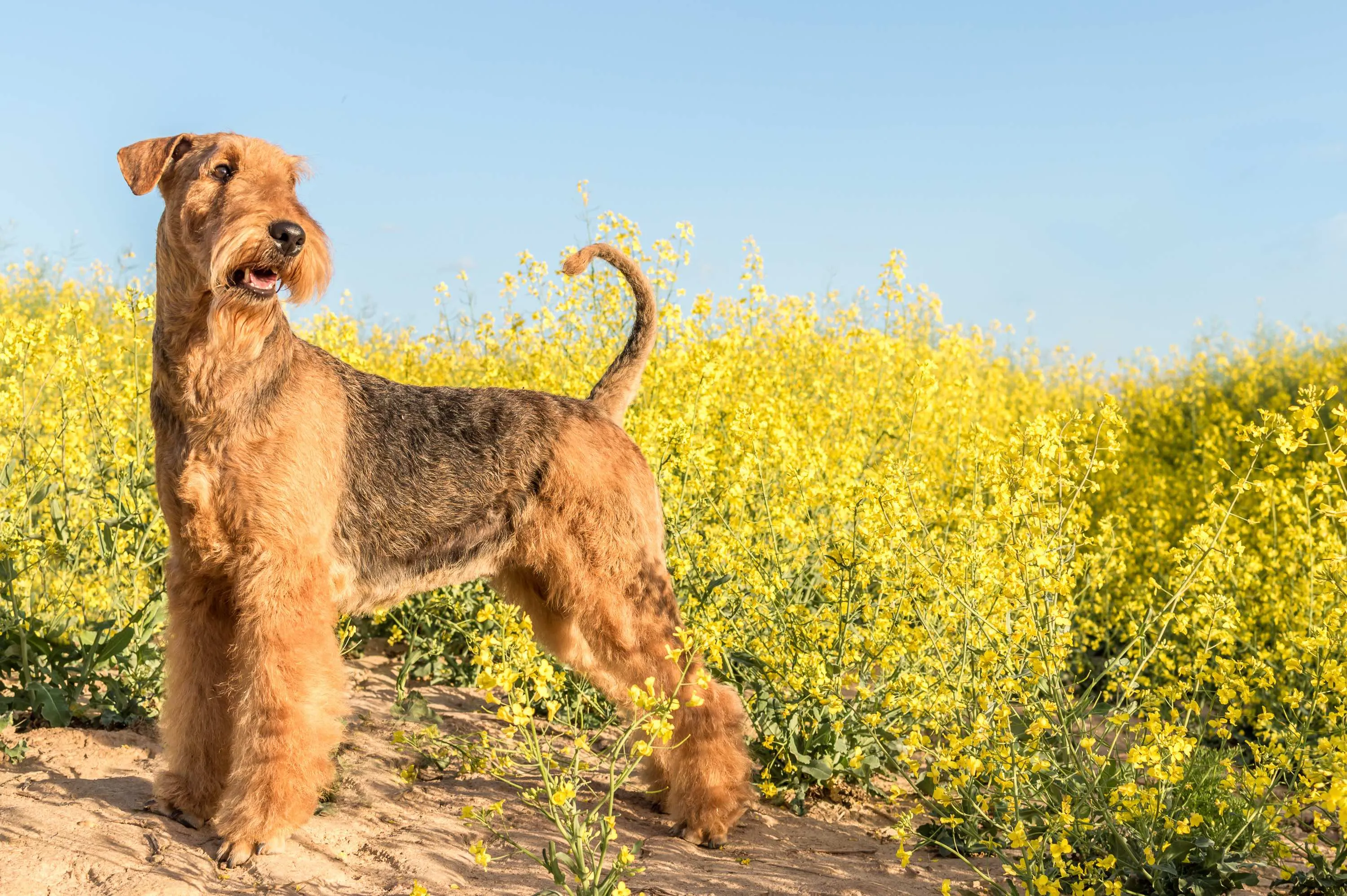 Airedale Terrier standing beside yellow flowers