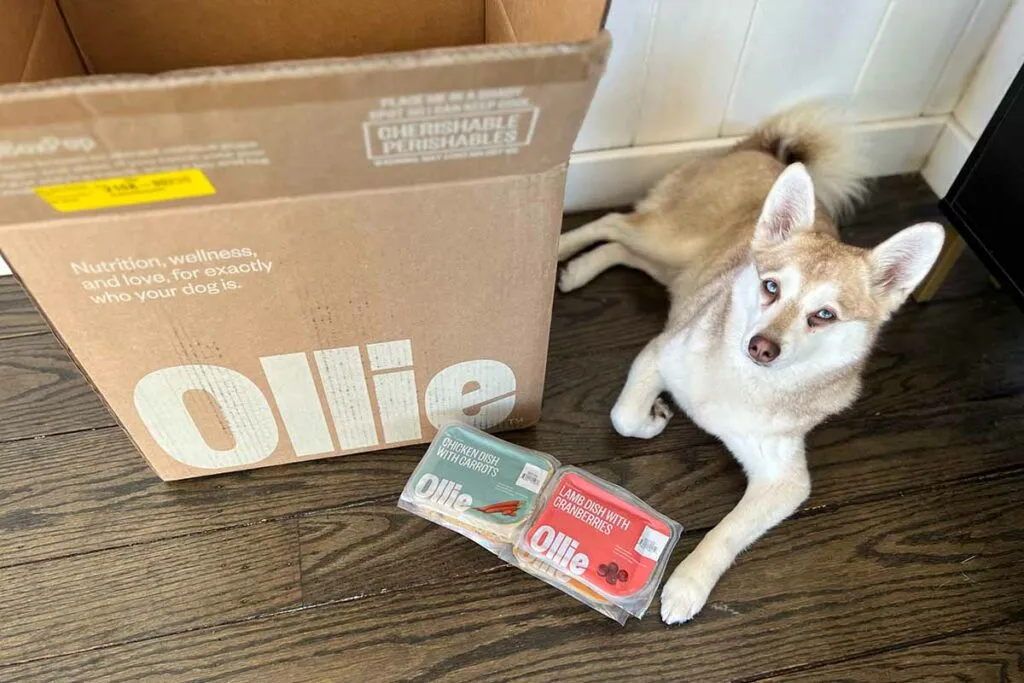 Alaskan Klee Kai dogs Copper and Skye eating Ollie fresh dog food