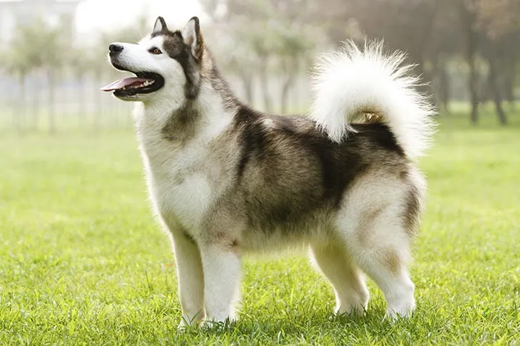 Alaskan Malamute standing in the grass.