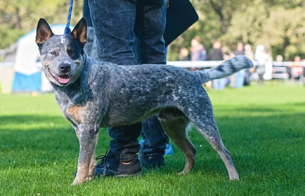 Alert Australian Cattle Dog with blue speckled coat