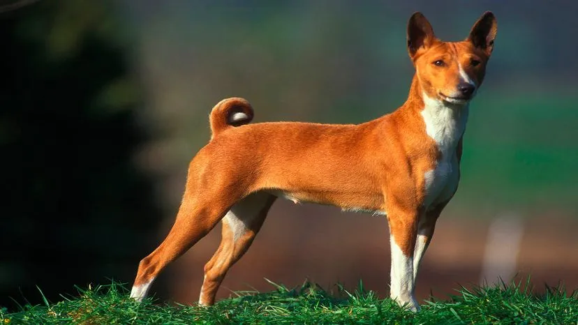 Alert Basenji, an African hunting dog that doesn't bark and sheds minimally