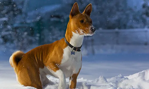 Alert Basenji dog, known as Africa's "Barkless Dog"