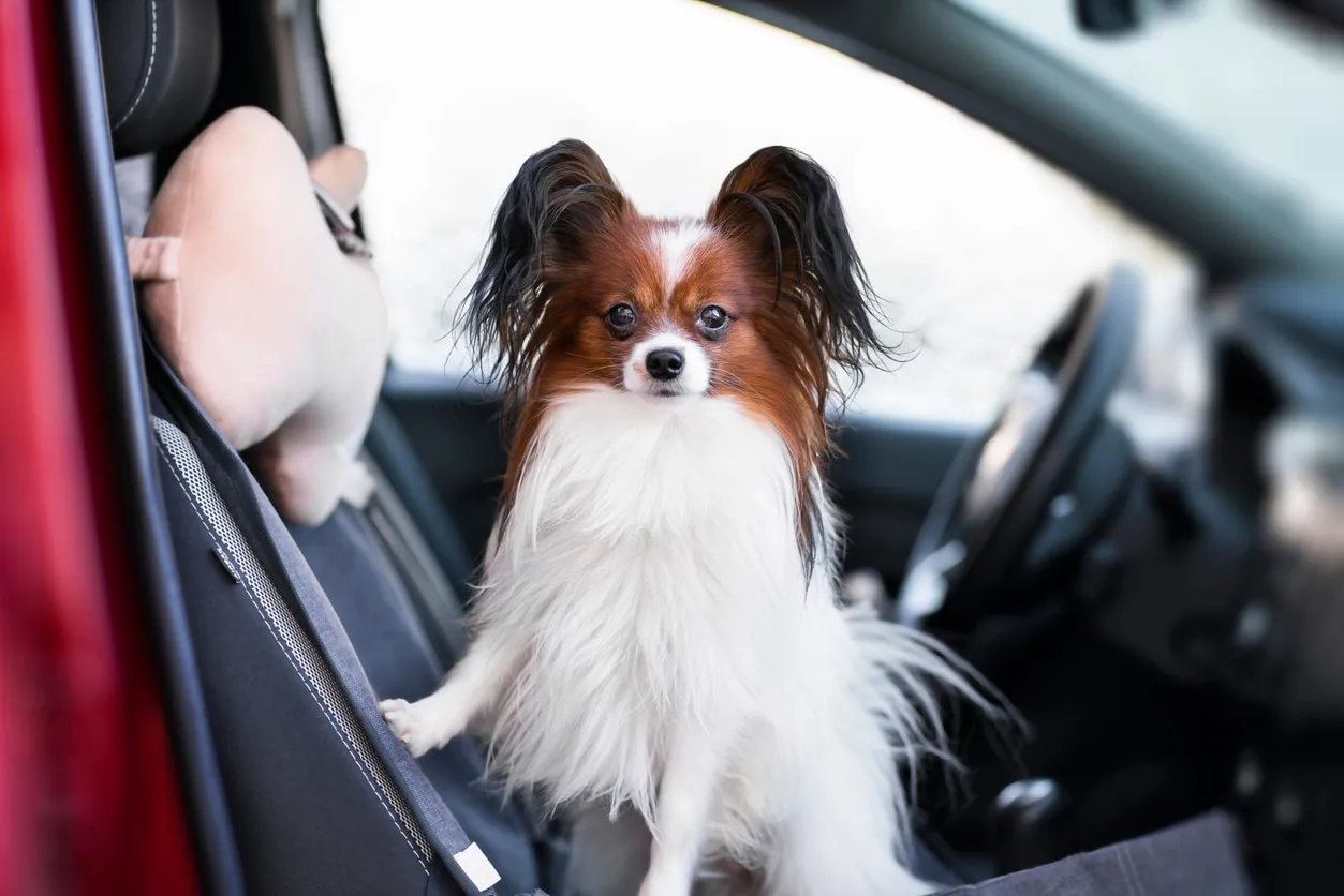 Alert brown and white Papillon with butterfly ears sitting in a car seat