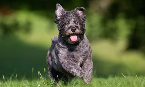 Alert Cairn Terrier, a happy and curious earthdog