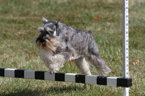 Alert Miniature Schnauzer with its distinctive wiry coat and expressive face