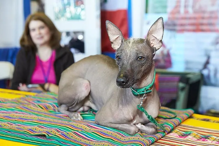 Alert Peruvian Inca Orchid, showcasing its unique hairless appearance.