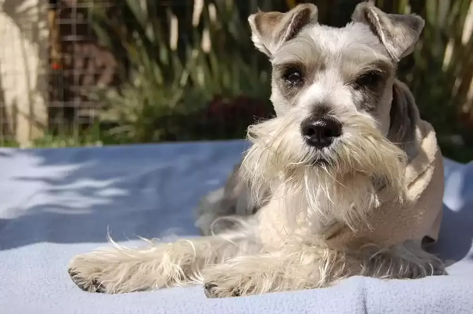 Alert Standard Schnauzer with its characteristic beard, a cute medium non-shedding dog