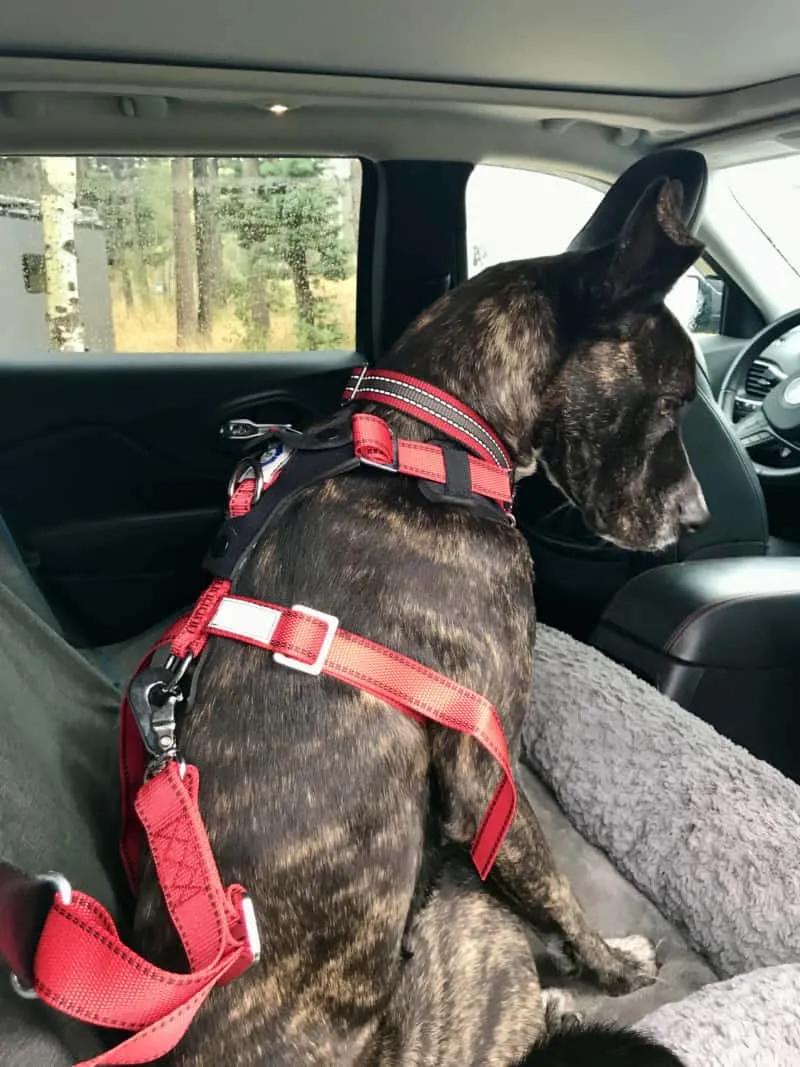 AllSafe Comfort front seat dog harness secured in a car, highlighting its durable construction