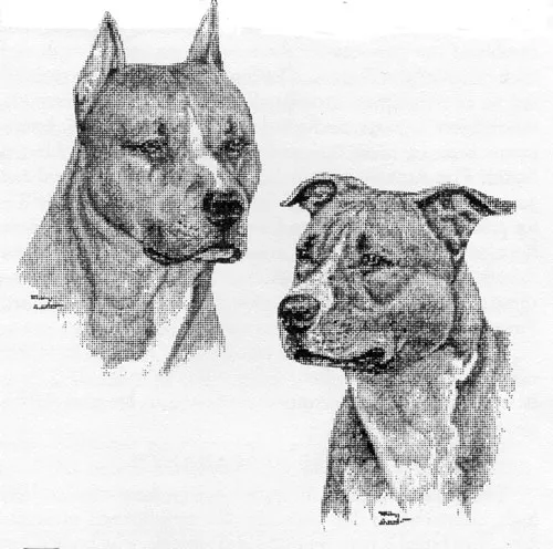 American Pit Bull Terrier in a yard