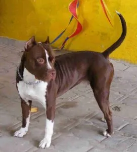 American Pitbull Terrier