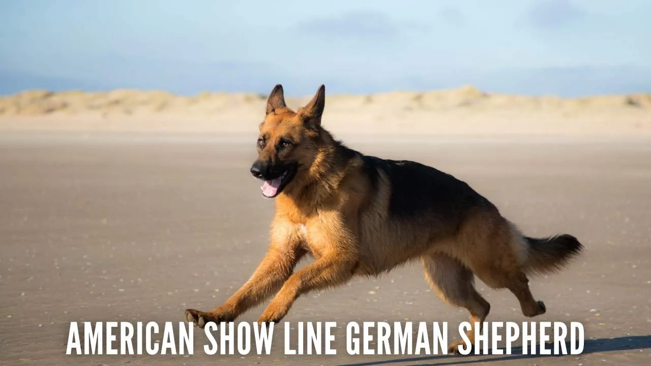 American Show Line German Shepherd dog