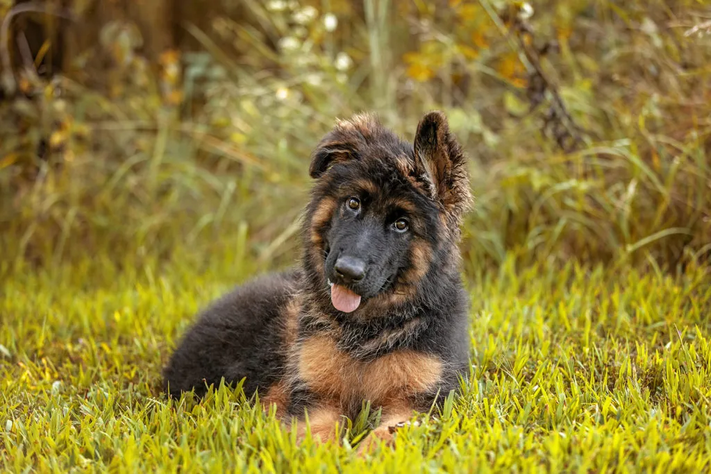 An action shot of a German Shepherd puppy around 3 months old, running energetically across a grassy field, showcasing its playful spirit.