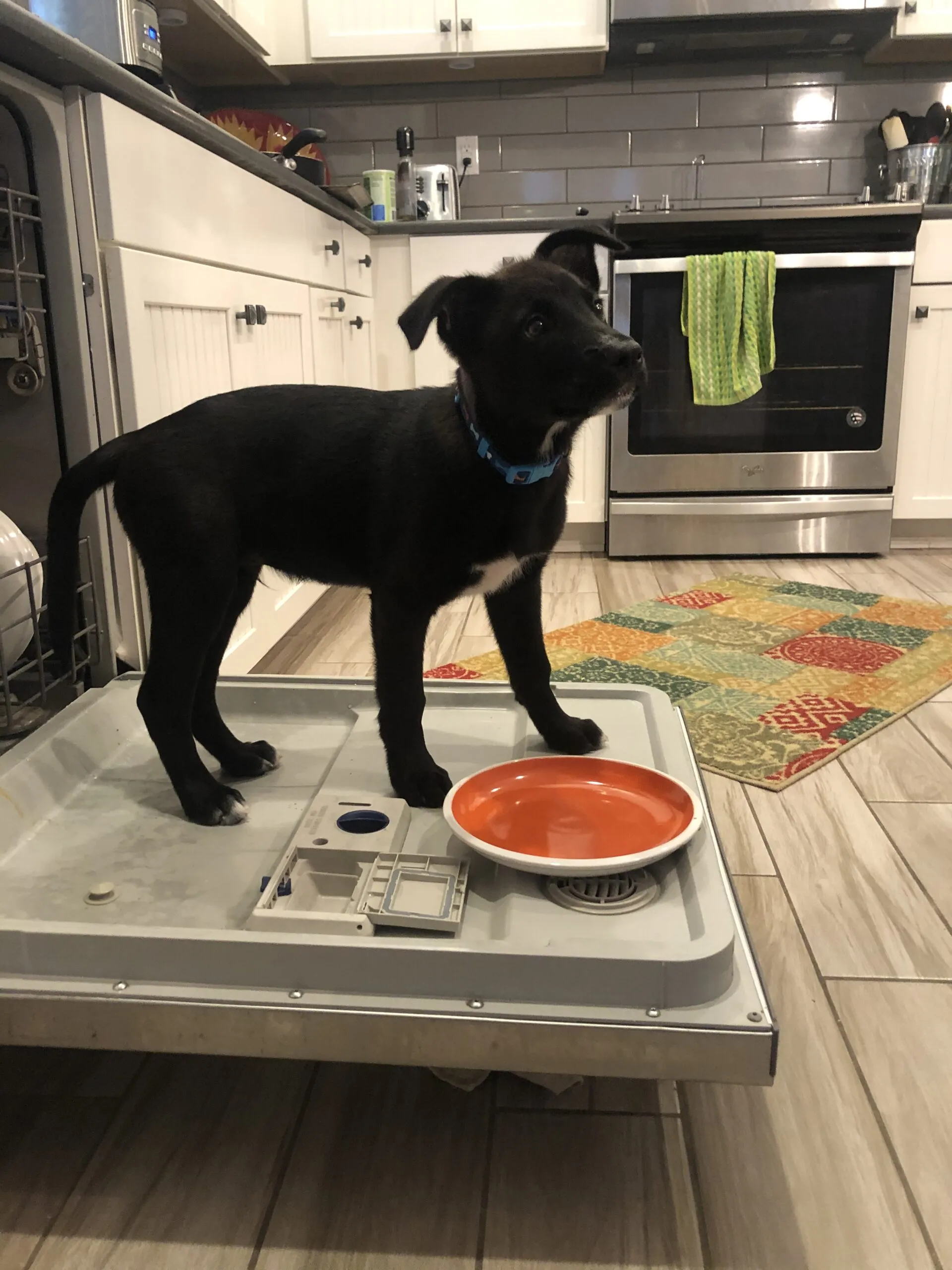 An adorable black puppy enthusiastically licking dishes on the open dishwasher door, a common and amusing dog behavior perfectly captured in "Bailey's Story: A Puppy Tale."