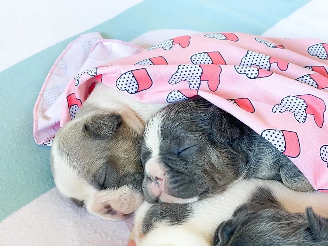 An adorable French Bulldog puppy, representing the valuable offspring involved in a 'pup back deal' and the financial considerations within French Bulldogs reproduction.