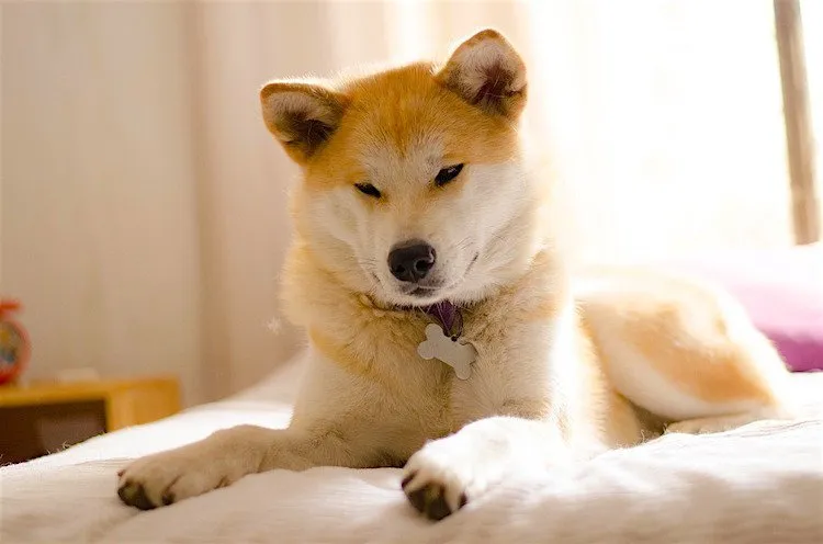 An Akita dog with a noble expression, standing alert.
