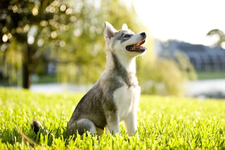 An Alaskan Klee Kai puppy sitting serenely in the grass, its gaze fixed forward.