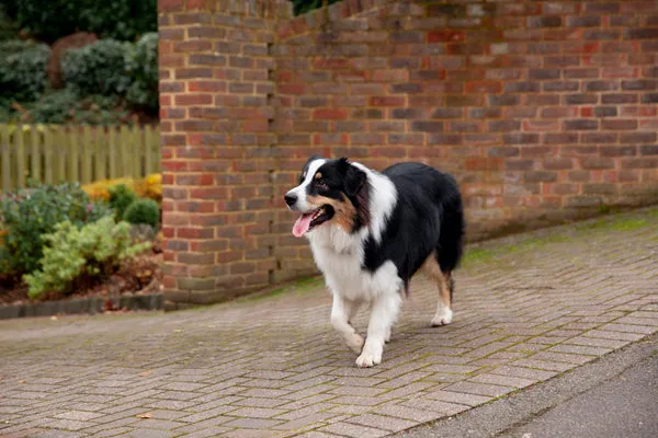 An alert Border Collie with a focused gaze, ready for action.