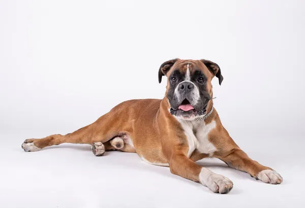 An alert Boxer dog with its characteristic square muzzle and strong build.