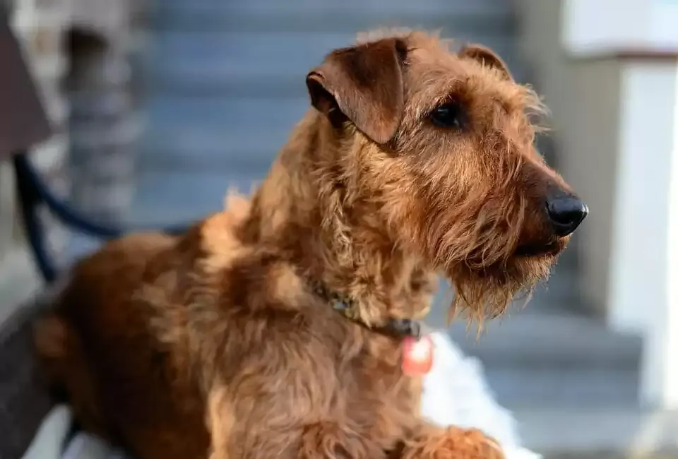 An alert Irish Terrier displaying its distinctive wiry, low-shedding double coat.