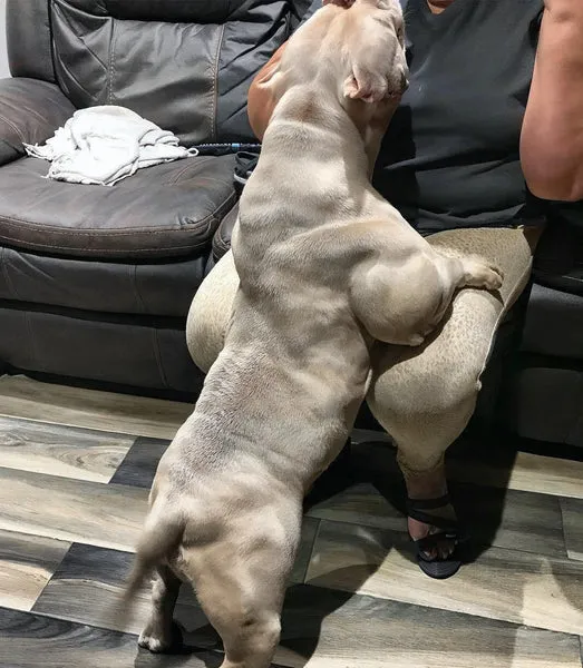 An American Bully dog with a strong, muscular frame.