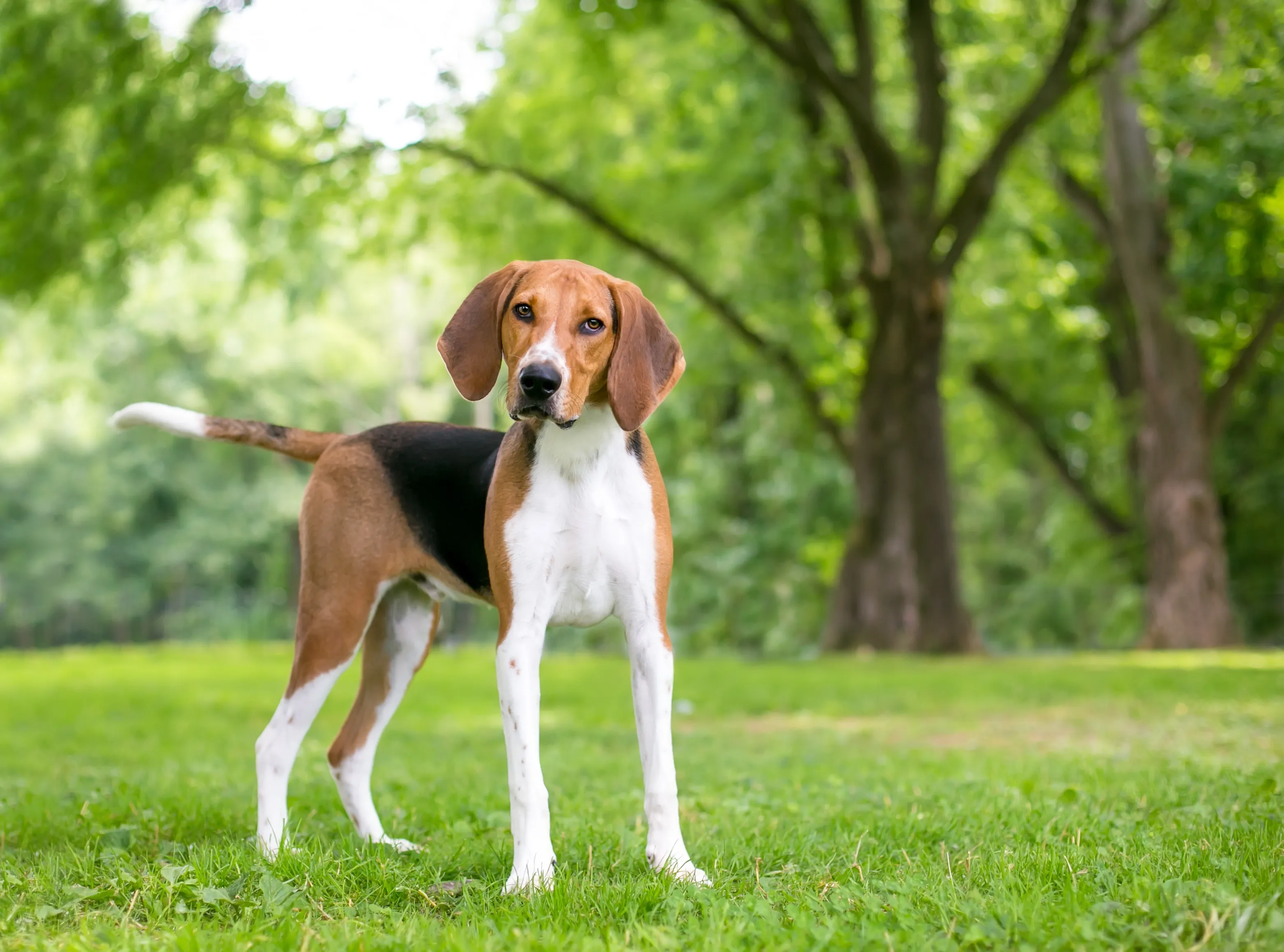An American Foxhound stands elegantly on a lush green lawn, with a blurred backdrop of dense woods, showcasing its distinctive appearance.